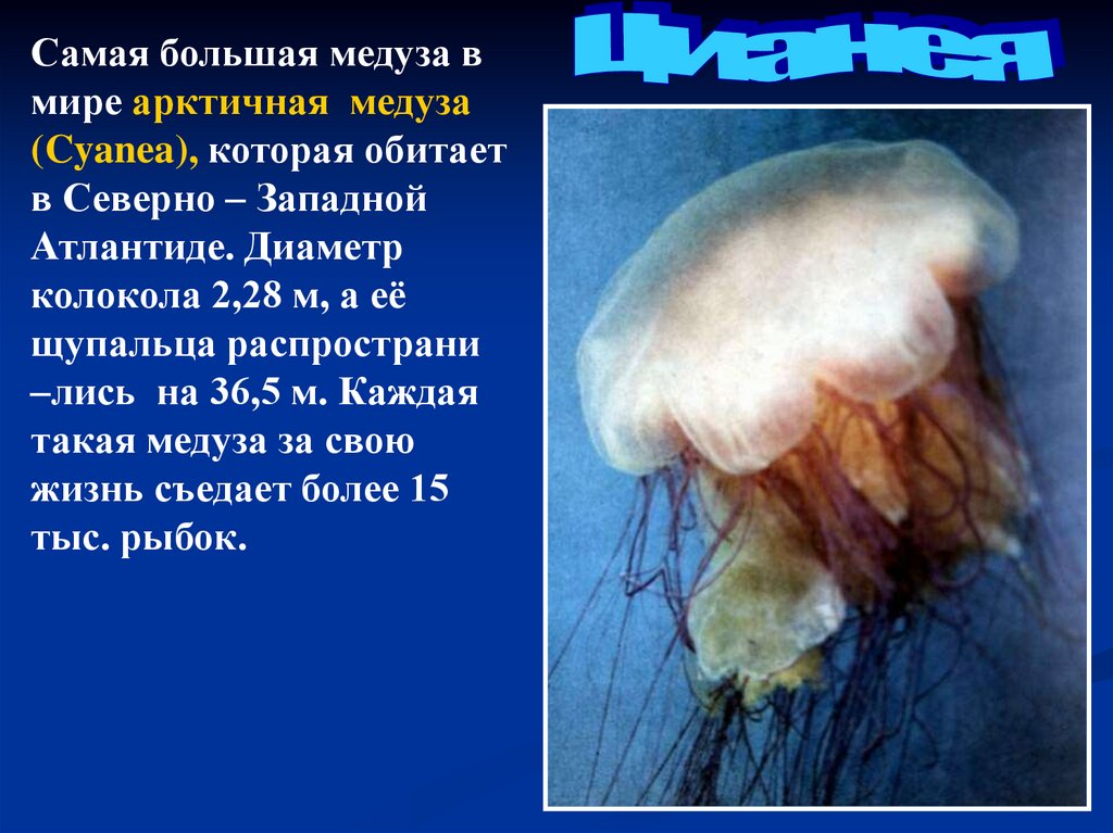 Чем опасны медузы. Медуза волосистая цианея. Арктическая медуза цианея. Самая большая медуза в мире. Самые опасные медузы для человека.