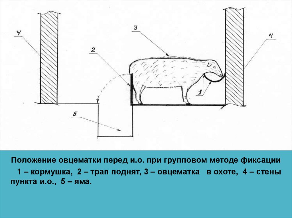 Технология стрижки овец презентация