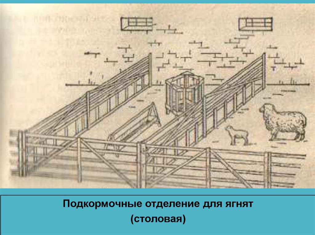 Овцы содержание овец и выращивание ягнят презентация 8 класс 8 вид