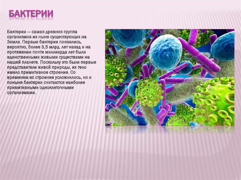 Риф презентация микробиология