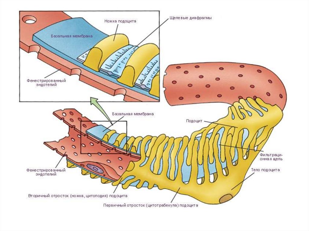 Фильтрационная мембрана почки схема