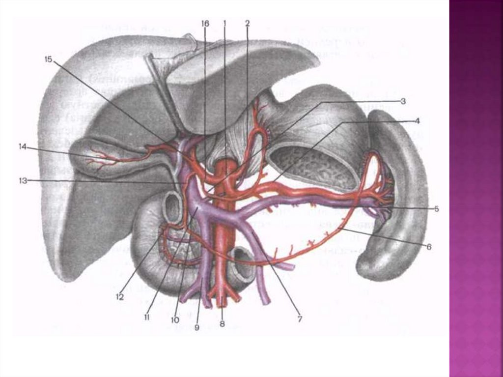 Чревный ствол и его ветви. Чревный ствол брюшной аорты анатомия. Артерии поджелудочной железы анатомия. Чревный ствол топографическая анатомия. Селезеночная артерия топография.