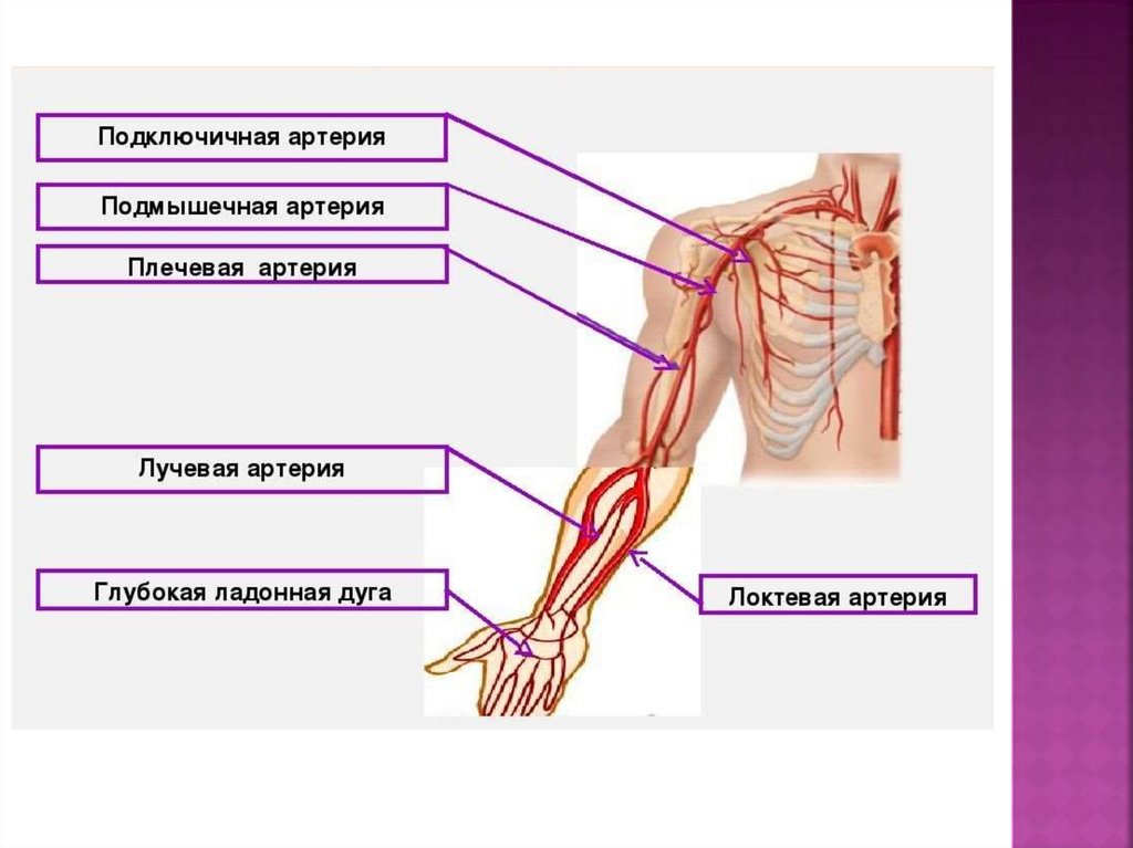Подключичный тромбоз. Схема артериального кровотока верхней конечности. Артерии верхней конечности по току крови. Коллатеральное кровообращение верхней конечности. Сосуды верхних конечностей анатомия схема.