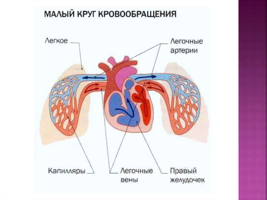 Легочные капилляры. Схема малого круга кровообращения (лёгочного). Малый круг кровообращения человека. Сосуды малого круга кровообращения схема. Малый круг кровообращения легочная артерия.