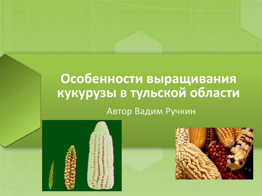 Особенности выращивания кукурузы в тульской области  презентация онлайн