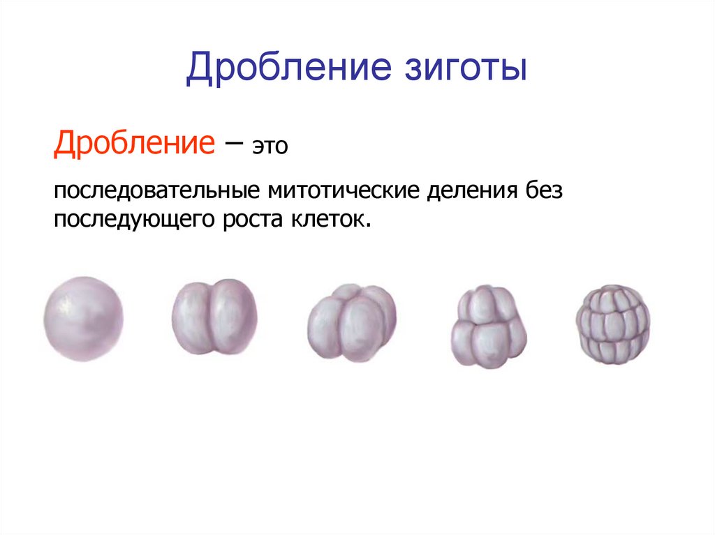 Дробление клеток зиготы. Схема дробления зиготы человека. Стадии дробления зиготы. Тип дробления зиготы человека. Формирование зиготы у человека.