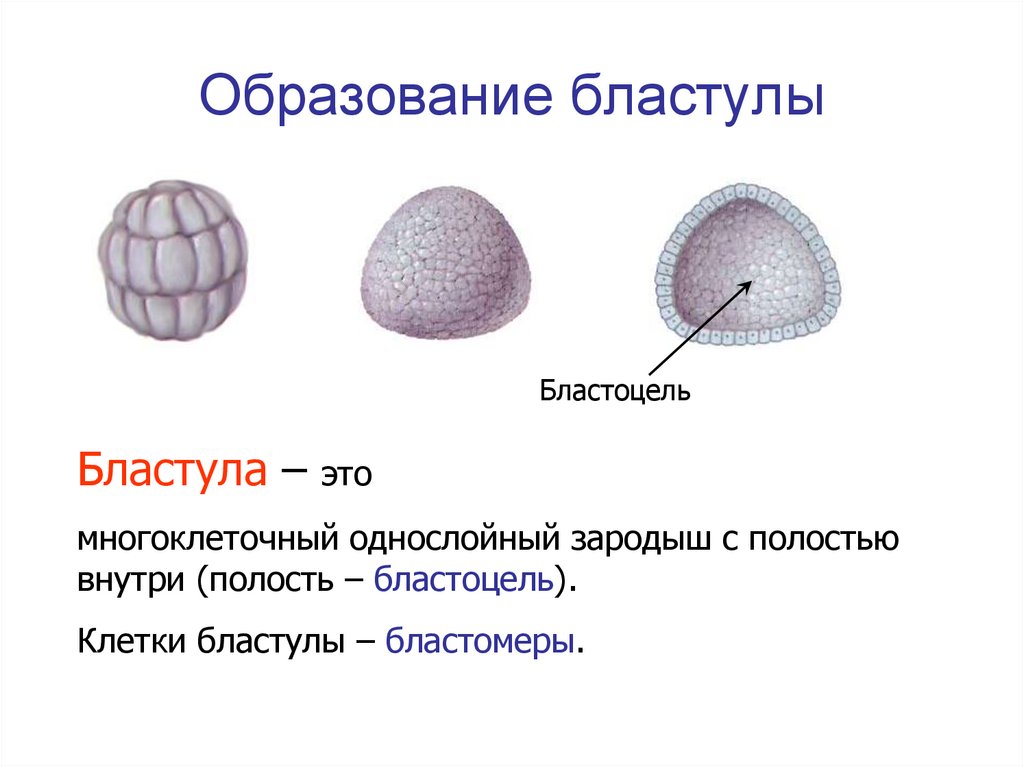 Образование бластулы рисунок