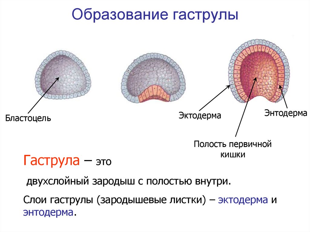 Зародышевые листки схема