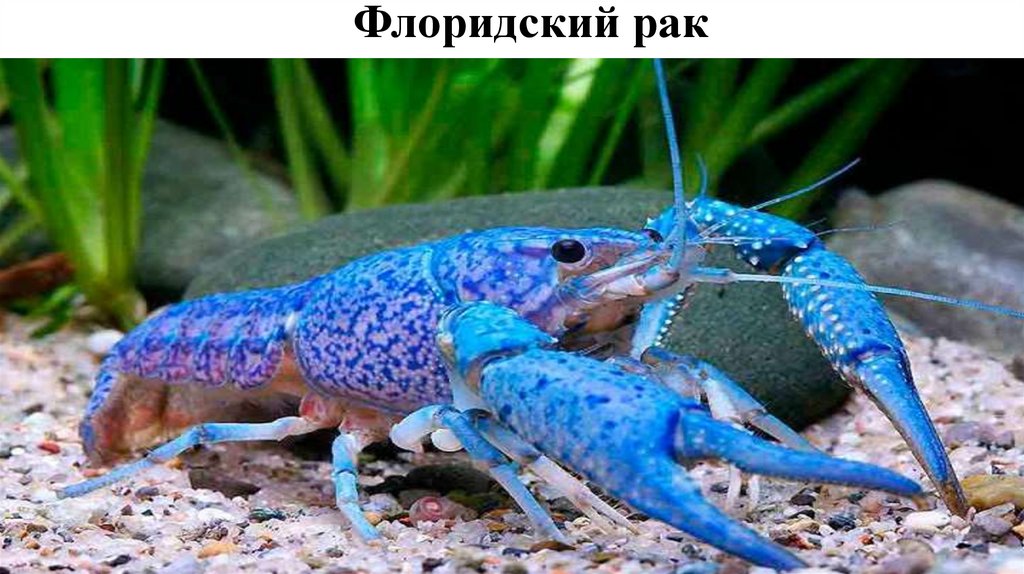 Рак 7 июля. Морские рачки с вайлдберриз.