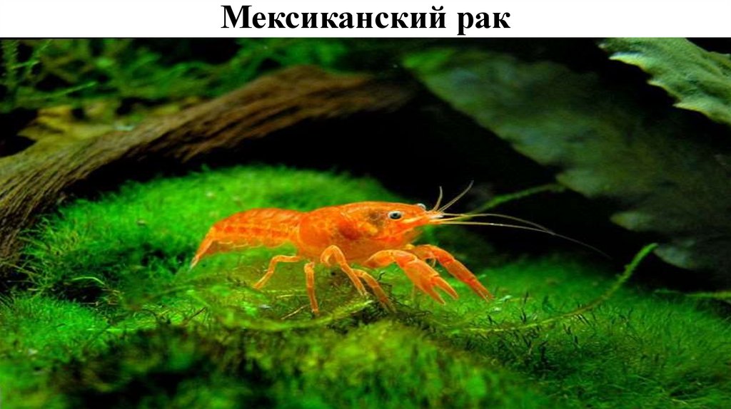 Рак морской и пресноводный - презентация онлайн