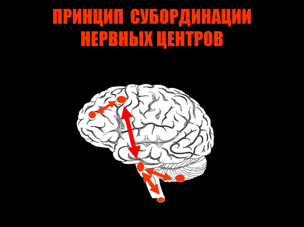 Нервный центр. Принцип субординации нервных центров. Субординация нервных центров.