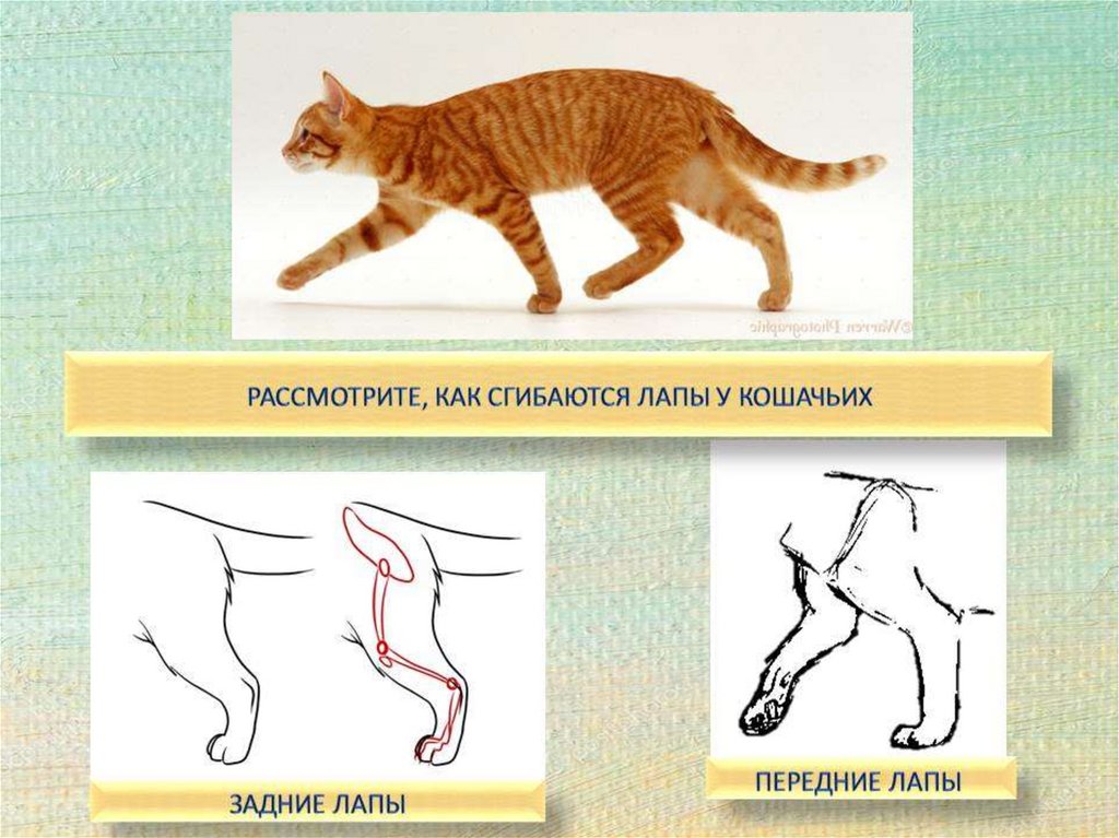 Встает на задние лапки. Передние конечности кошки. Рисование характер животных 2 класс. У кошки передние лапы короче задних.