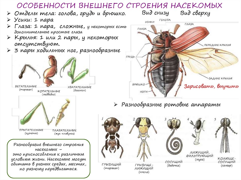 Внешнее строение насекомых 7 класс