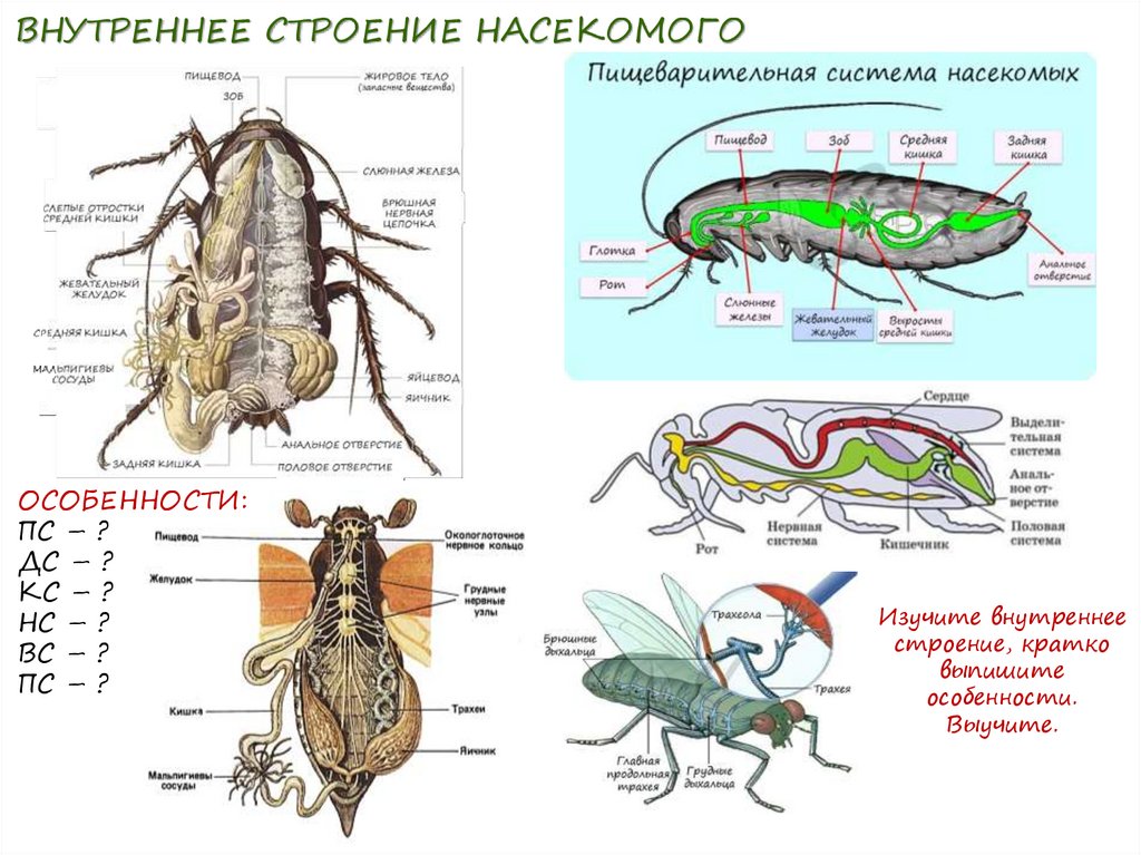 Членистоногие насекомые строение