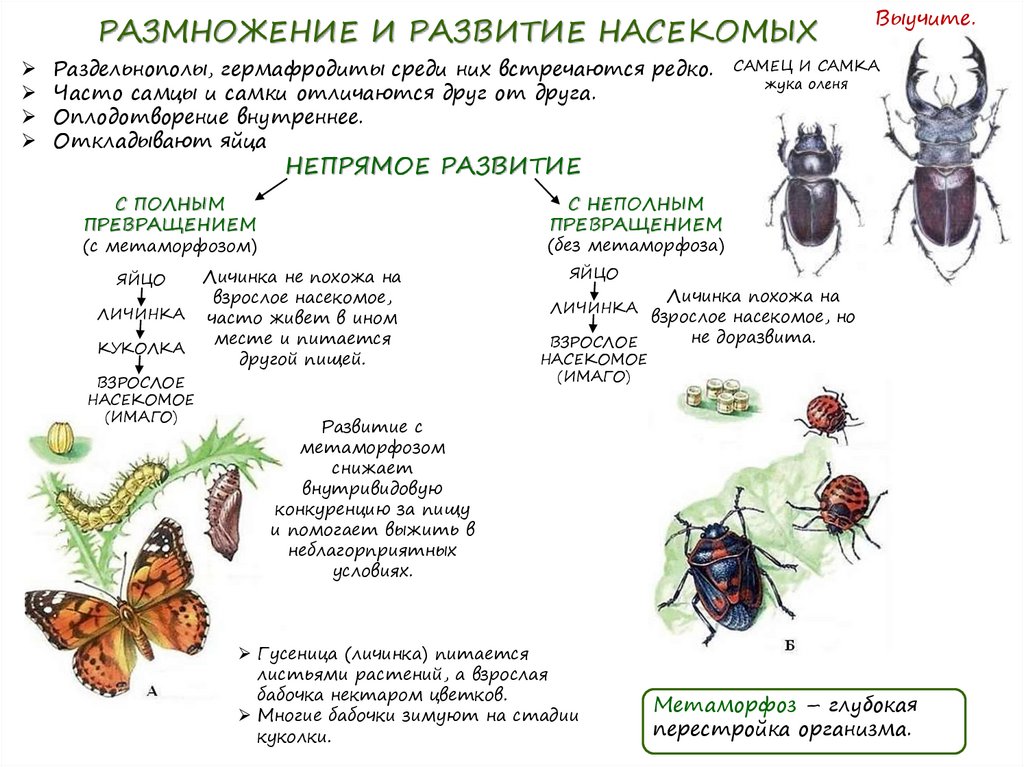 РАЗМНОЖЕНИЕ И РАЗВИТИЕ НАСЕКОМЫХ
