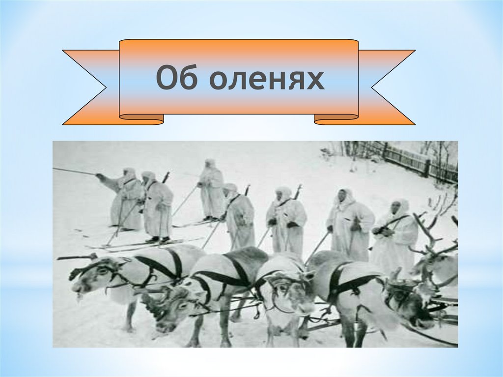 Животные в годы вов презентация