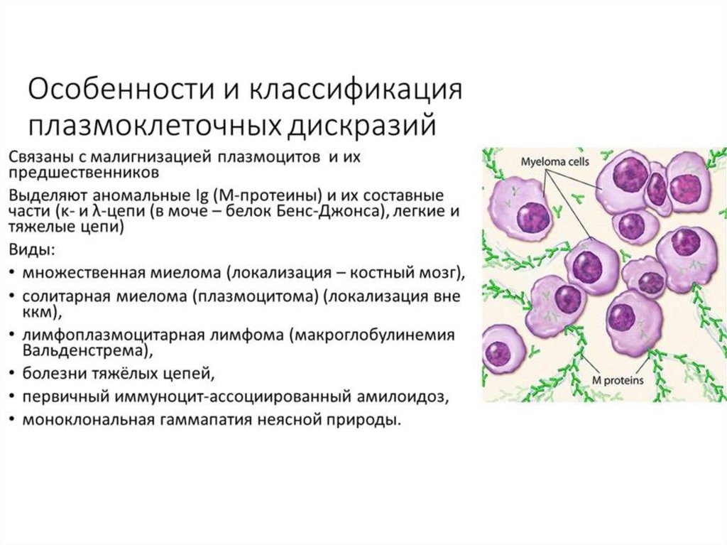 Презентация лейкозы патанатомия