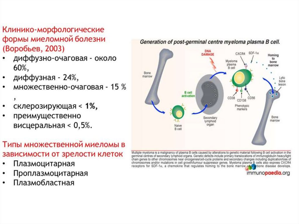 Гемобластозы патологическая анатомия презентация