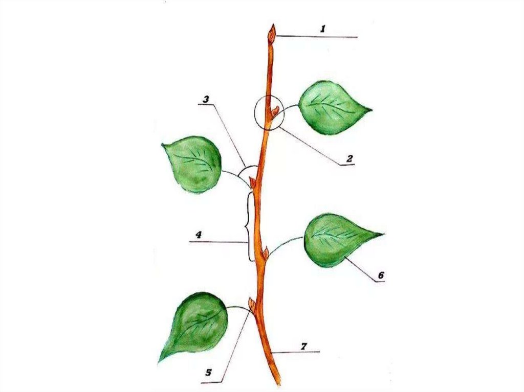 Усики гороха это побег. Боковая часть побега. Декабрист видоизмененный побег. Части побега пробка. Черника видоизмененный побег.