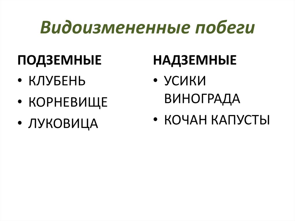 Видоизмененные побеги