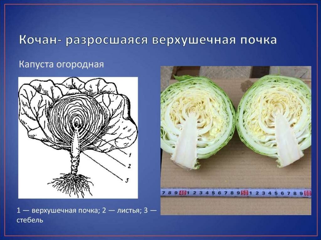 Видоизмененные побеги - online presentation