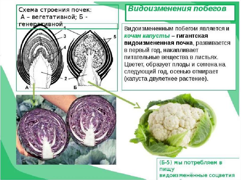 Выбери картинки на которых изображены подземные видоизмененные побеги