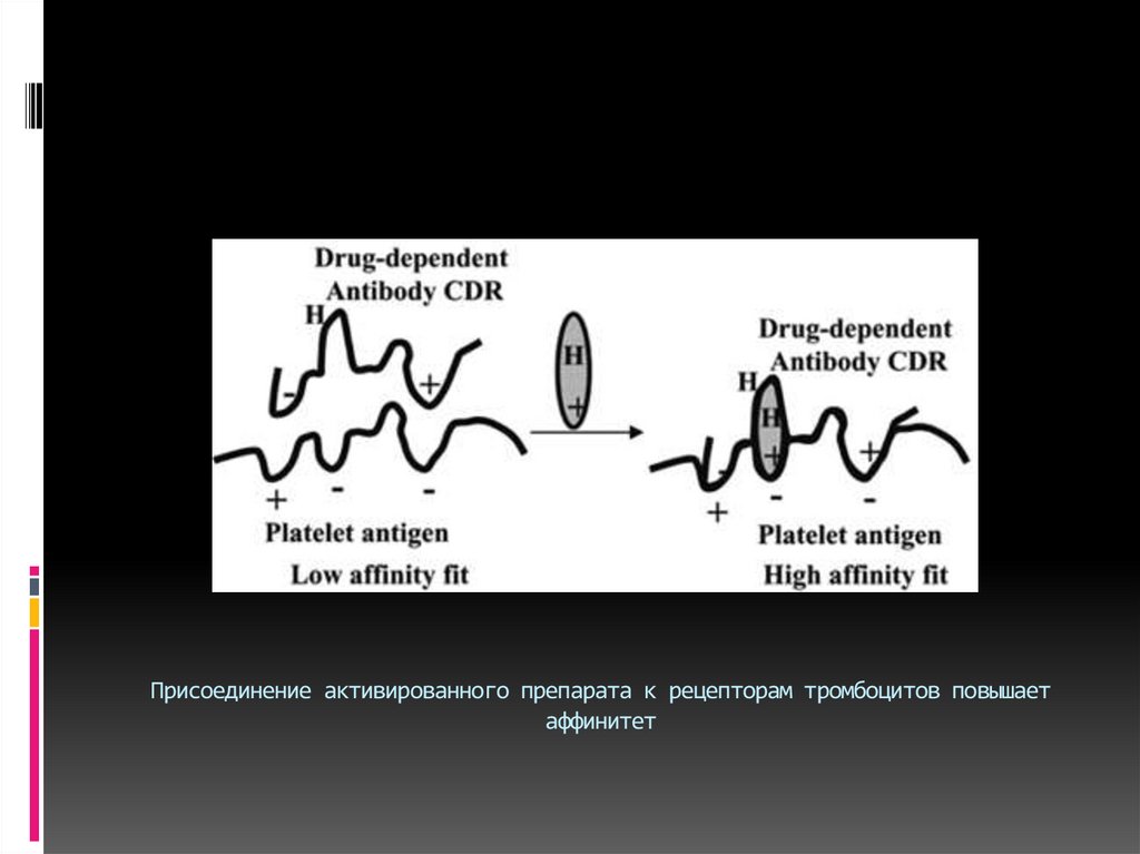 Присоединение активированного препарата к рецепторам тромбоцитов повышает аффинитет