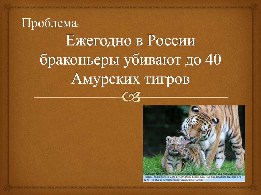 Исчезновение амурского тигра. Причины вымирания Амурского тигра. Причины вымирания тигров. Причины исчезновения Амурского тигра. Причины исчезновения амурских тигров.