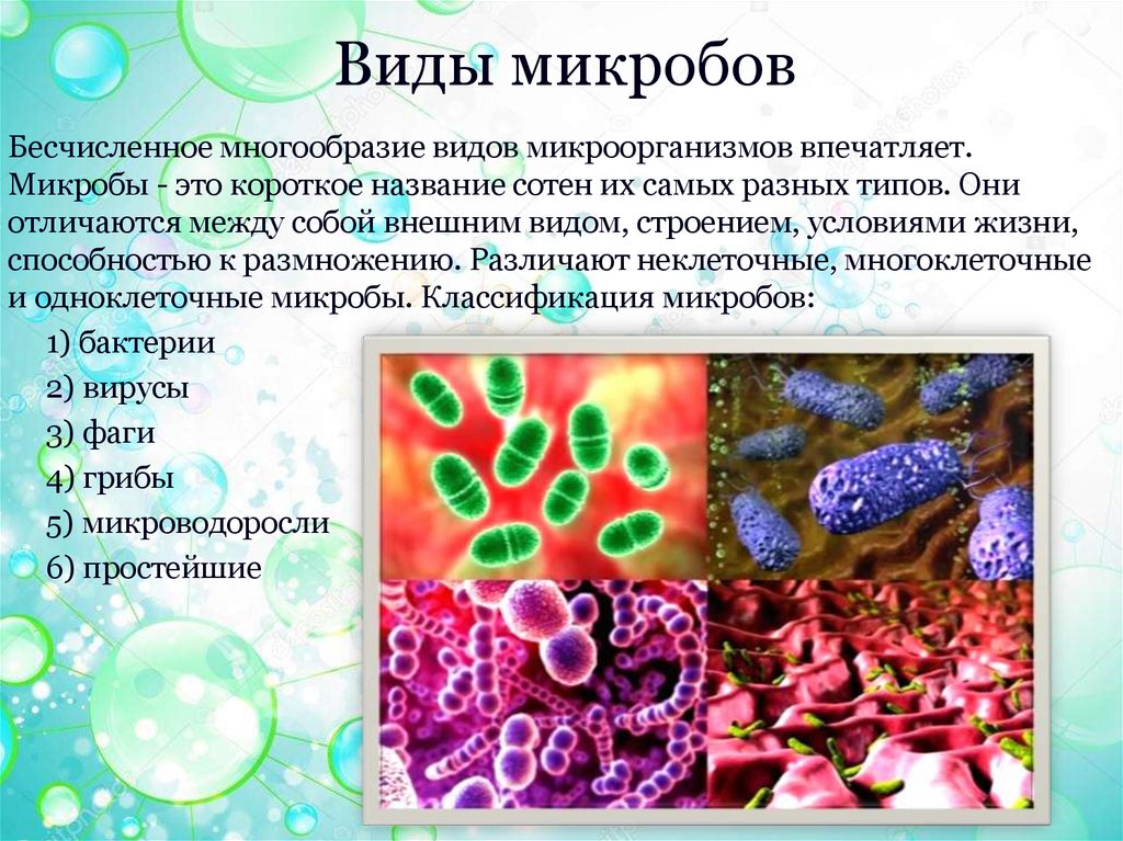 Полезные микроорганизмы