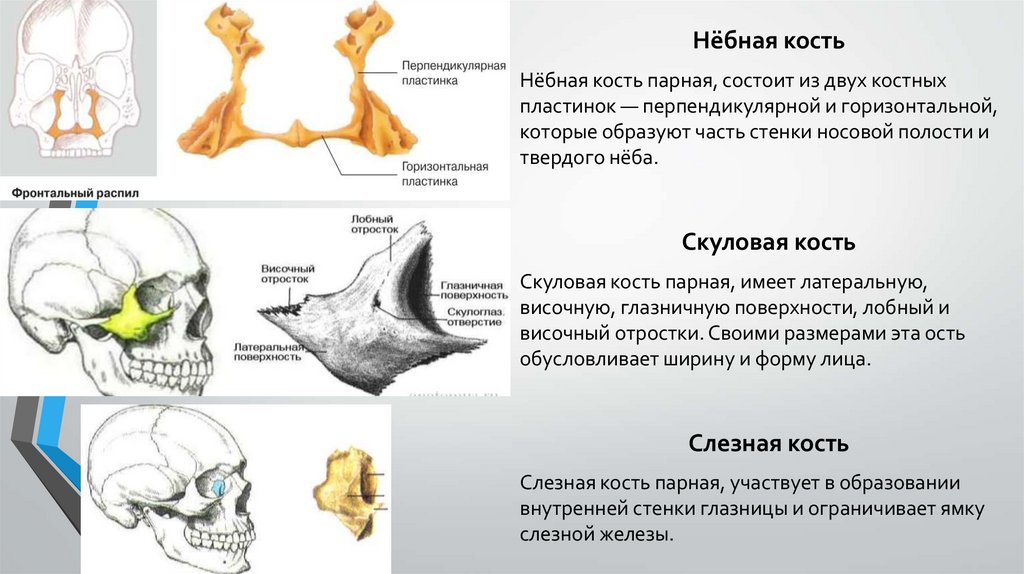 Туберкулез костей лицевого черепа презентация