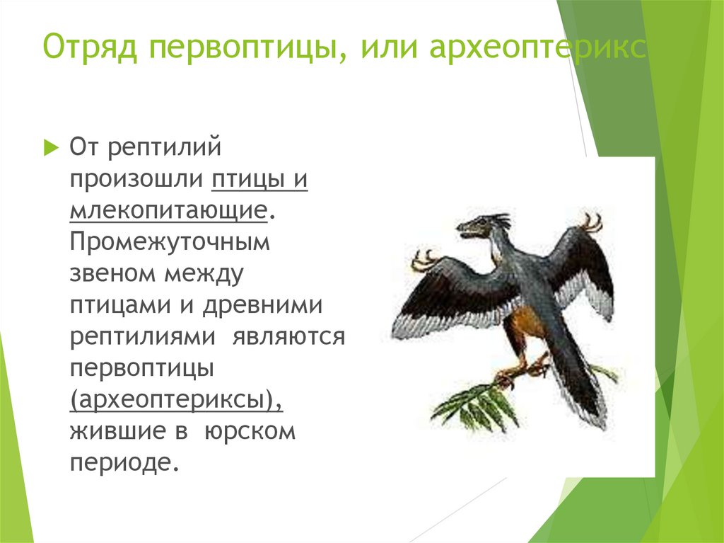 К чертам отличающих птиц от пресмыкающихся можно. Археоптерикс Эволюция птиц. Археоптерикс птицы и млекопитающие. Археоптерикс птица или пресмыкающееся. Птицы произошли от древних пресмыкающихся.