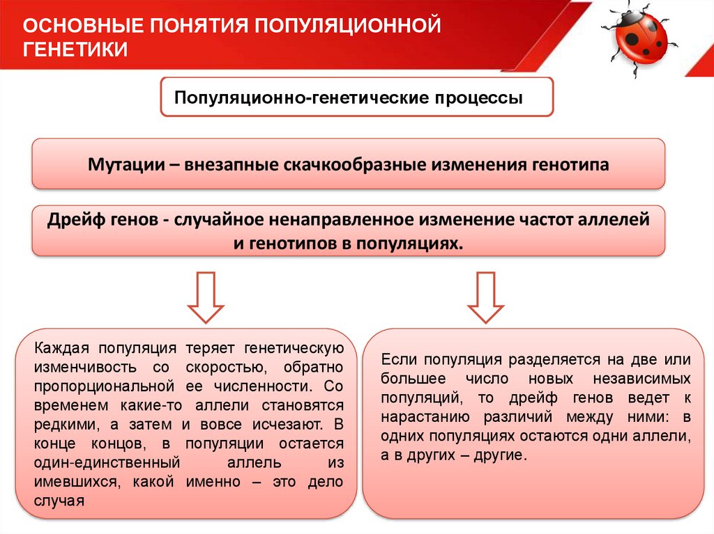 Генетический процесс. Основные понятия популяционной генетики. Понятие популяции в генетике. Популяция генетические процессы в популяций. Понятие популяции в популяционной генетике.