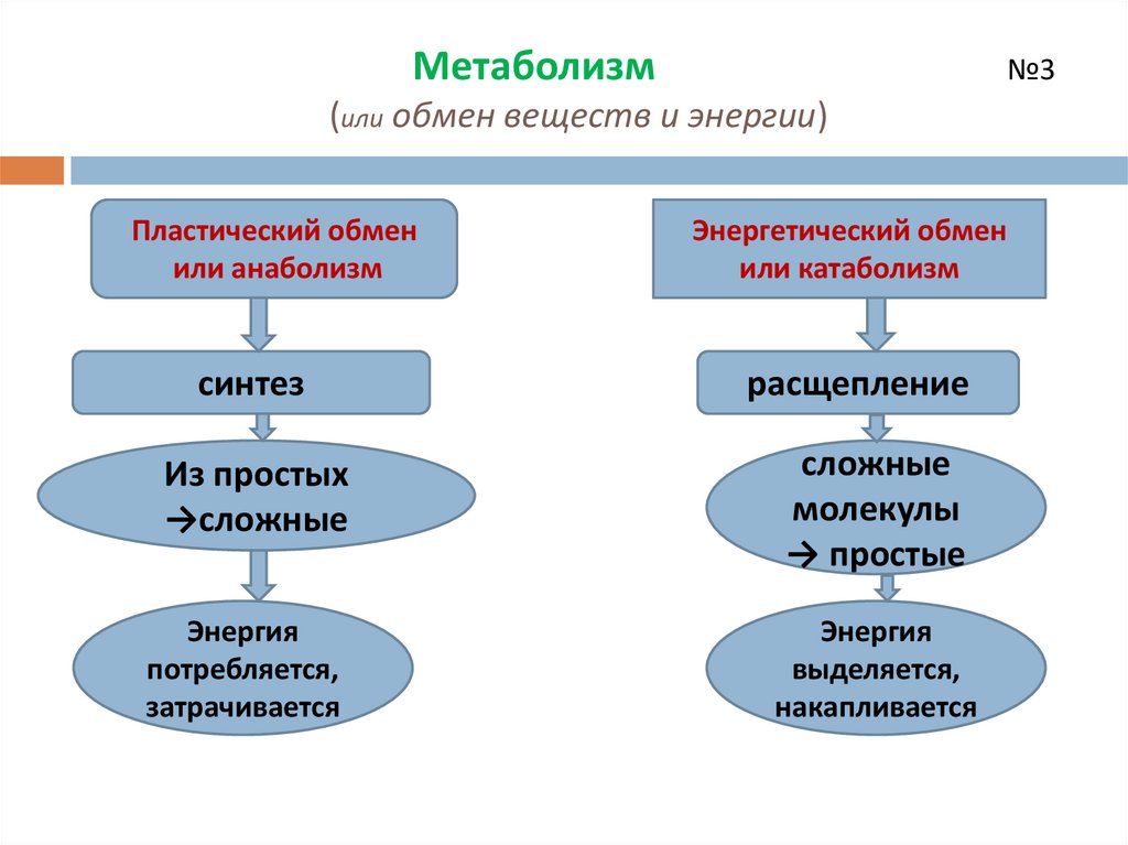 Схема пластического обмена 9 класс