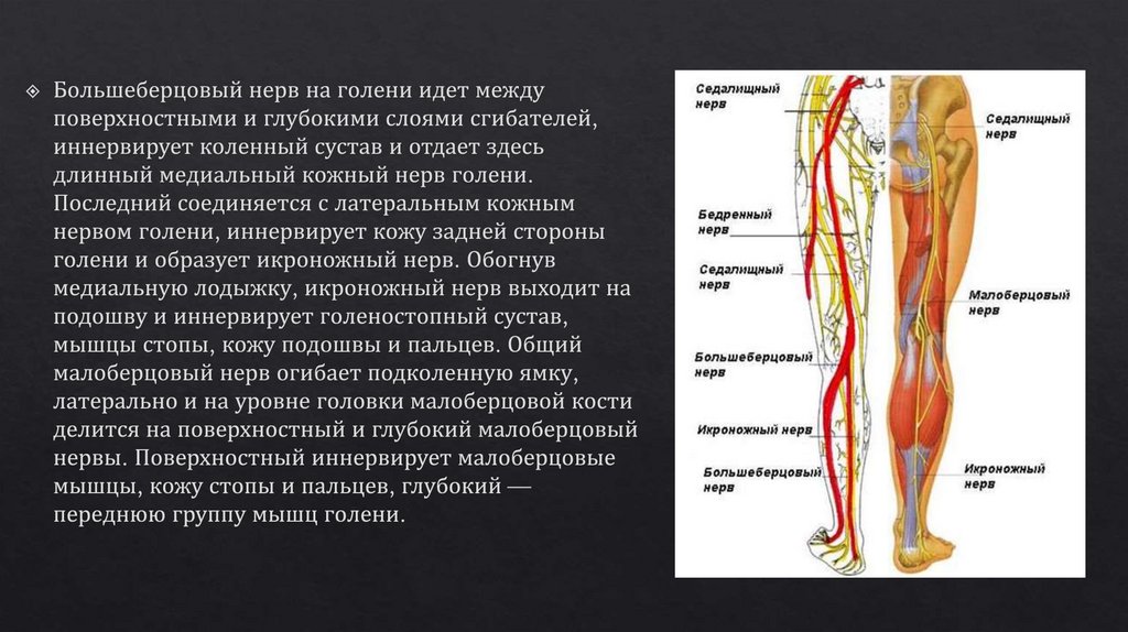 Поверхностный малоберцовый нерв. Медиальный малоберцовый нерв. Малоберцовый нерв иннервация кожи. Большеберцовый нерв нерв. Нервы голени седалищный нерв.