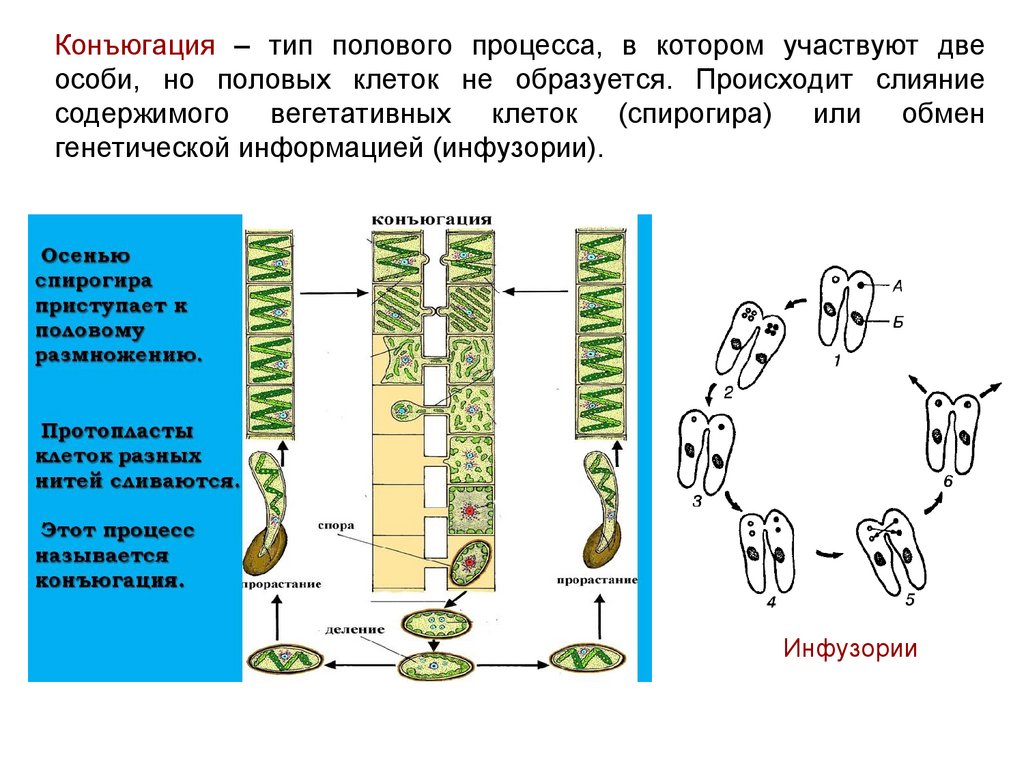 Тест размножение и развитие организмов 10 класс. Слияние двух половых клеток. Конъюгация и копуляция. Размножение на клеточном и организменном уровнях. Копуляция и конъюгация различия.