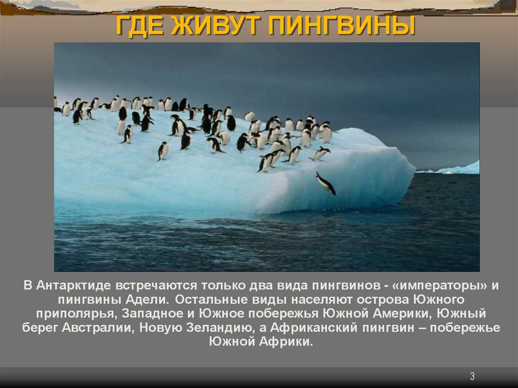 Где обитает пингвин материк. Где живут пингвины Антарктида. Пингвины обитают в Арктике. Пингвины живут в Антарктиде. Пингвины в Антарктиде интересные факты.