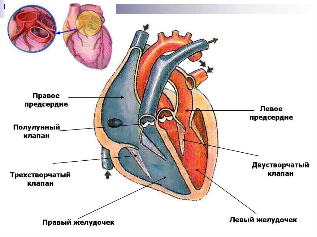 Строение сердца презентация