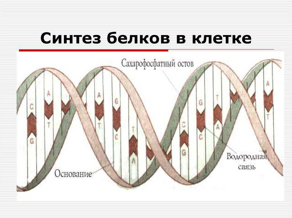 Синтез белка условия