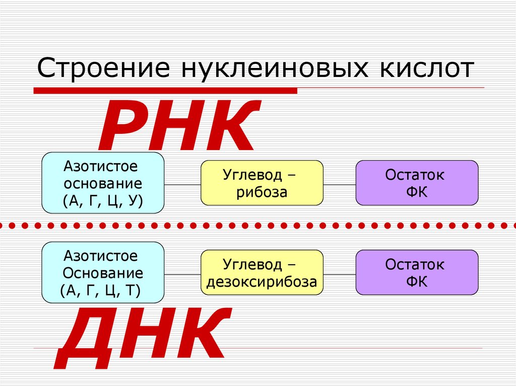 Белки углеводы и нуклеиновые кислоты