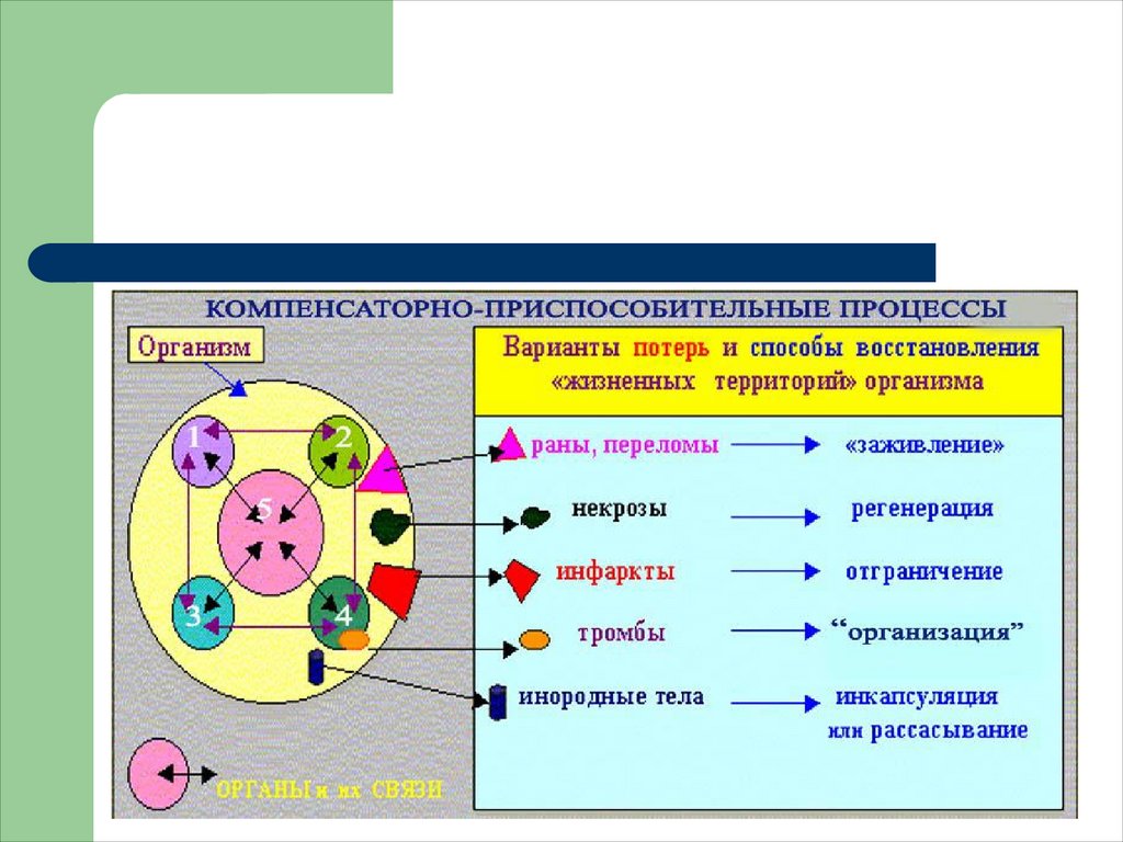 Компенсаторно приспособительные реакции схема