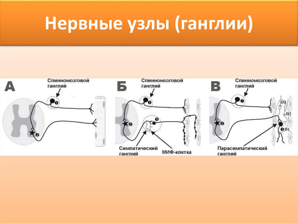 Нервные узлы