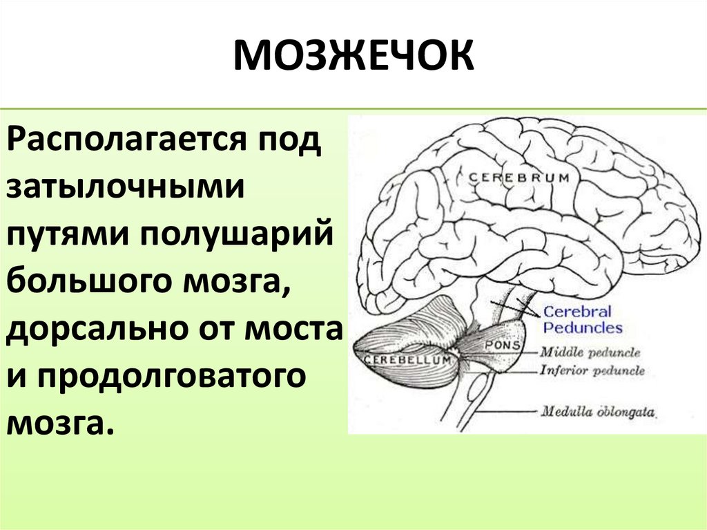 Отделы входящие в состав головного мозга млекопитающих. Мозжечок и базальные ганглии. Что общего у мозжечка и базальных ганглиев?.
