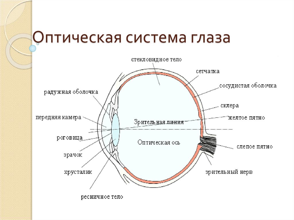 К оптической системе глаза относятся хрусталик. Оптическая система глаза хрусталик. Анатомия оптической системы глаза. Характеристика оптической системы глаза. Оптическая система человеческого глаза.