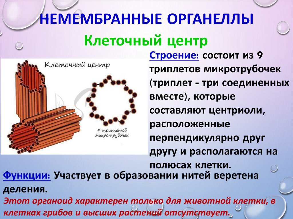 Немембранные органоиды рисунок