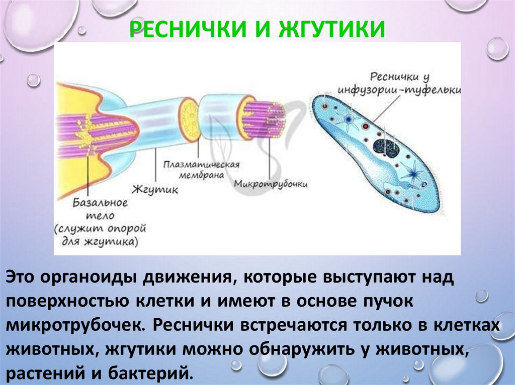 Реснички и жгутики эукариот