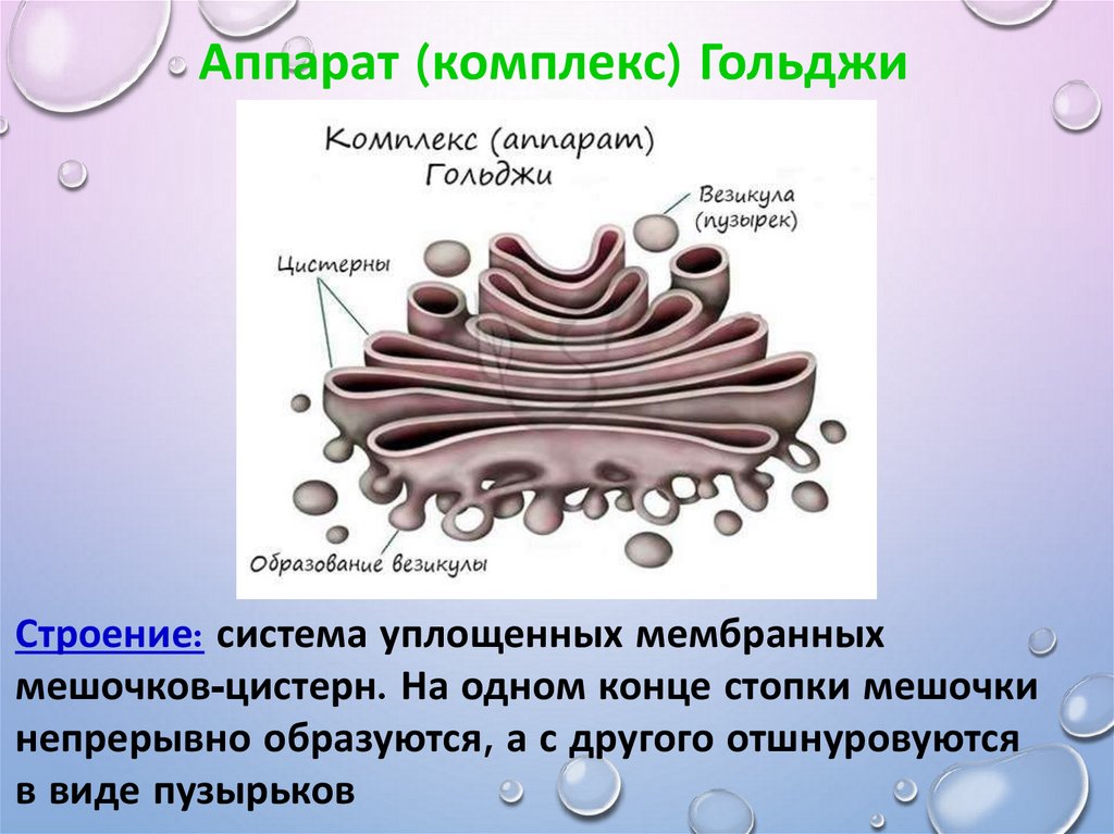 Органеллы это