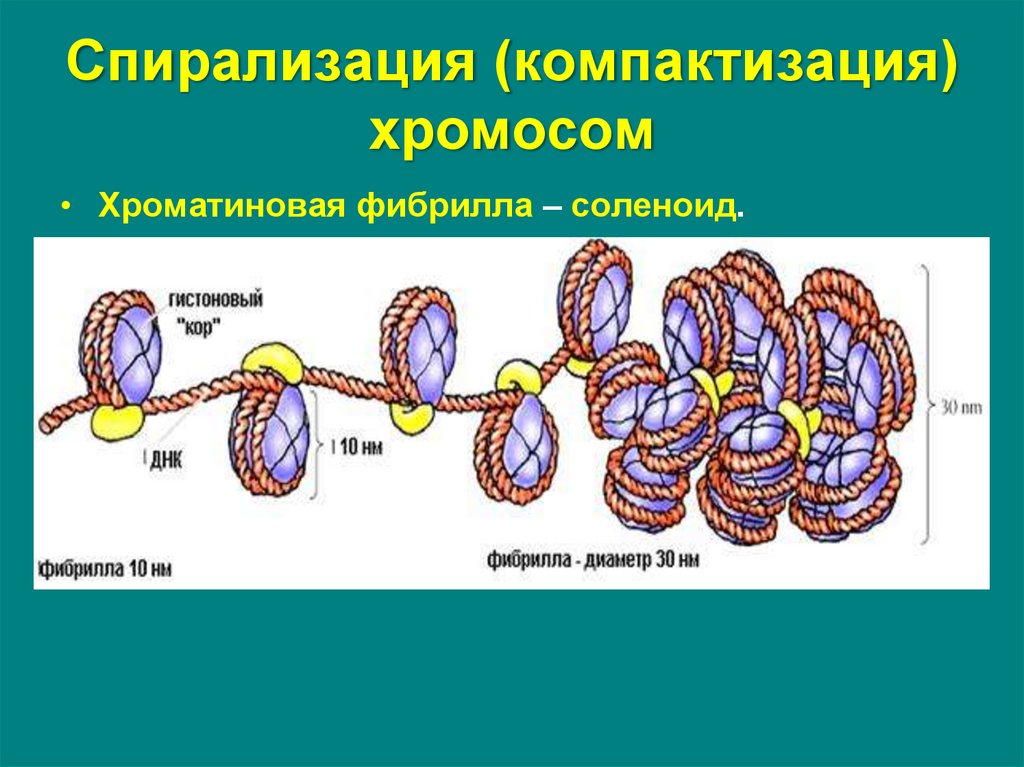 Исчезновение границ ядра спирализация хромосом