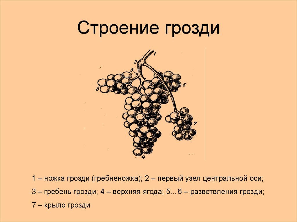 В виде виноградных гроздей. Структура грозди винограда схема. Строение грозди винограда. Строение виноградной грозди. Строение грозди винограда схема.