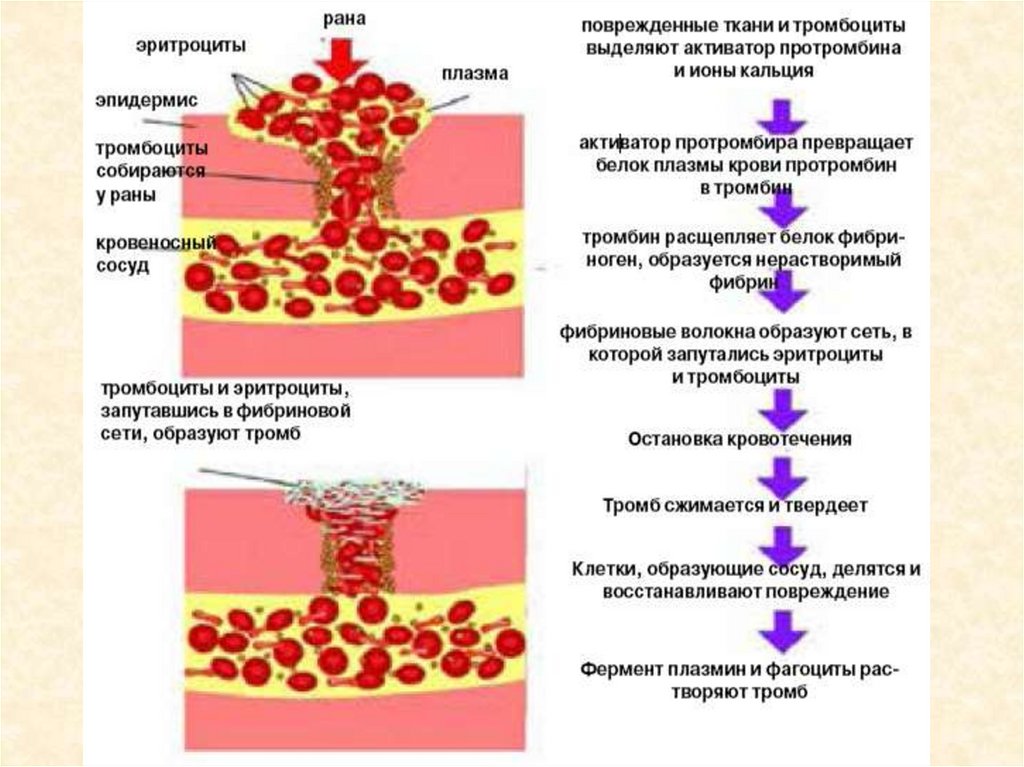 Схема образования кровяного сгустка