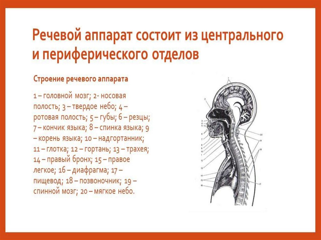 Презентация анатомо физиологические механизмы речи